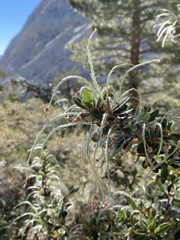 Cercocarpus ledifolius