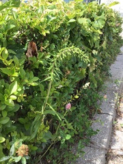 Epipactis helleborine helleborine