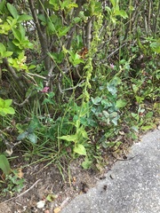 Epipactis helleborine helleborine