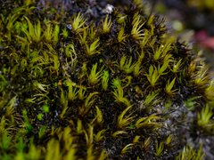 Campylopus atrovirens