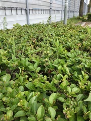 Epipactis helleborine helleborine