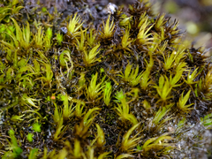 Campylopus atrovirens