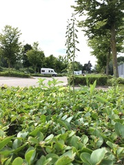 Epipactis helleborine helleborine