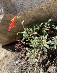 Penstemon rostriflorus