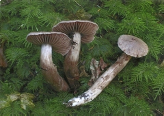Cortinarius cacaocolor