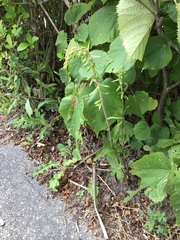 Epipactis helleborine helleborine