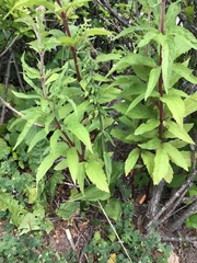 Epipactis helleborine helleborine