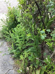 Epipactis helleborine helleborine