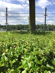 Epipactis helleborine helleborine