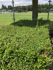 Epipactis helleborine helleborine