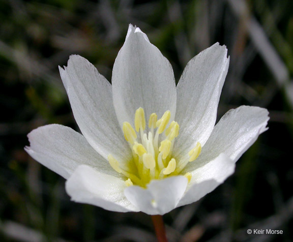 Lewisia oppositifolia