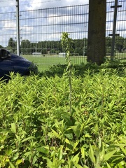 Epipactis helleborine helleborine