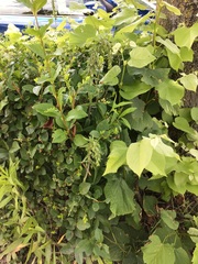 Epipactis helleborine helleborine