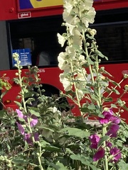 Alcea rosea