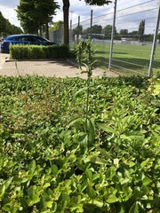 Epipactis helleborine helleborine