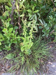 Epipactis helleborine helleborine
