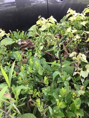 Epipactis helleborine helleborine