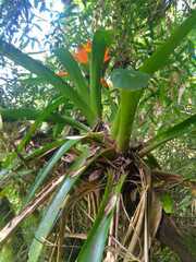 Guzmania gloriosa