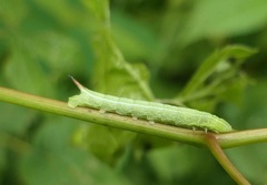 Amphion floridensis