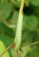 Amphion floridensis