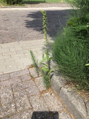 Epipactis helleborine helleborine
