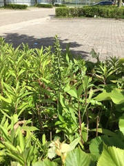 Epipactis helleborine helleborine