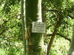 Commiphora marlothii