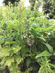 Epipactis helleborine helleborine