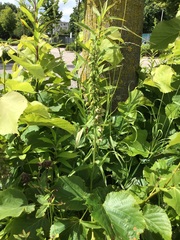 Epipactis helleborine helleborine