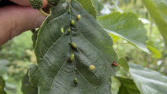 Aceria nalepai