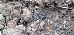 Blapstinus discolor