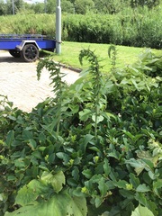 Epipactis helleborine helleborine