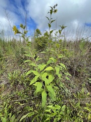 Helianthus resinosus
