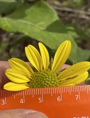 Helianthus resinosus