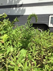 Epipactis helleborine helleborine