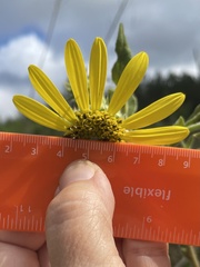 Helianthus resinosus