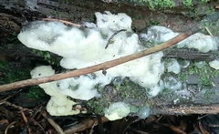 Ceratiomyxa fruticulosa