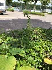 Epipactis helleborine helleborine