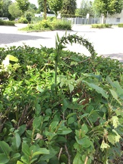 Epipactis helleborine helleborine