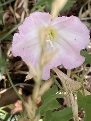 Convolvulus arvensis