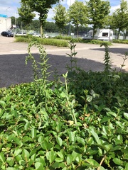 Epipactis helleborine helleborine