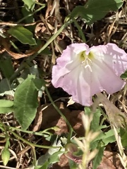 Convolvulus arvensis