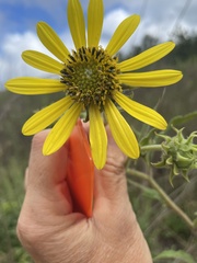 Helianthus resinosus