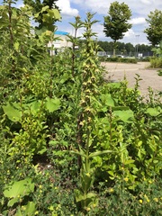 Epipactis helleborine helleborine