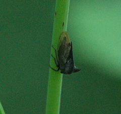 Centrotus