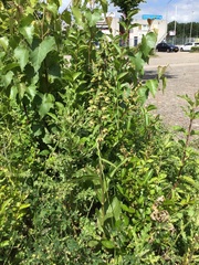 Epipactis helleborine helleborine