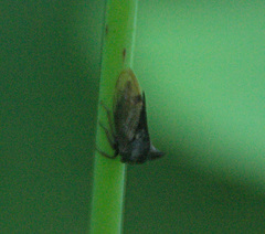 Centrotus