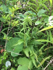 Epipactis helleborine helleborine