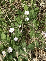 Convolvulus arvensis