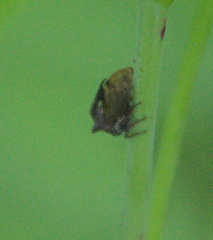 Centrotus